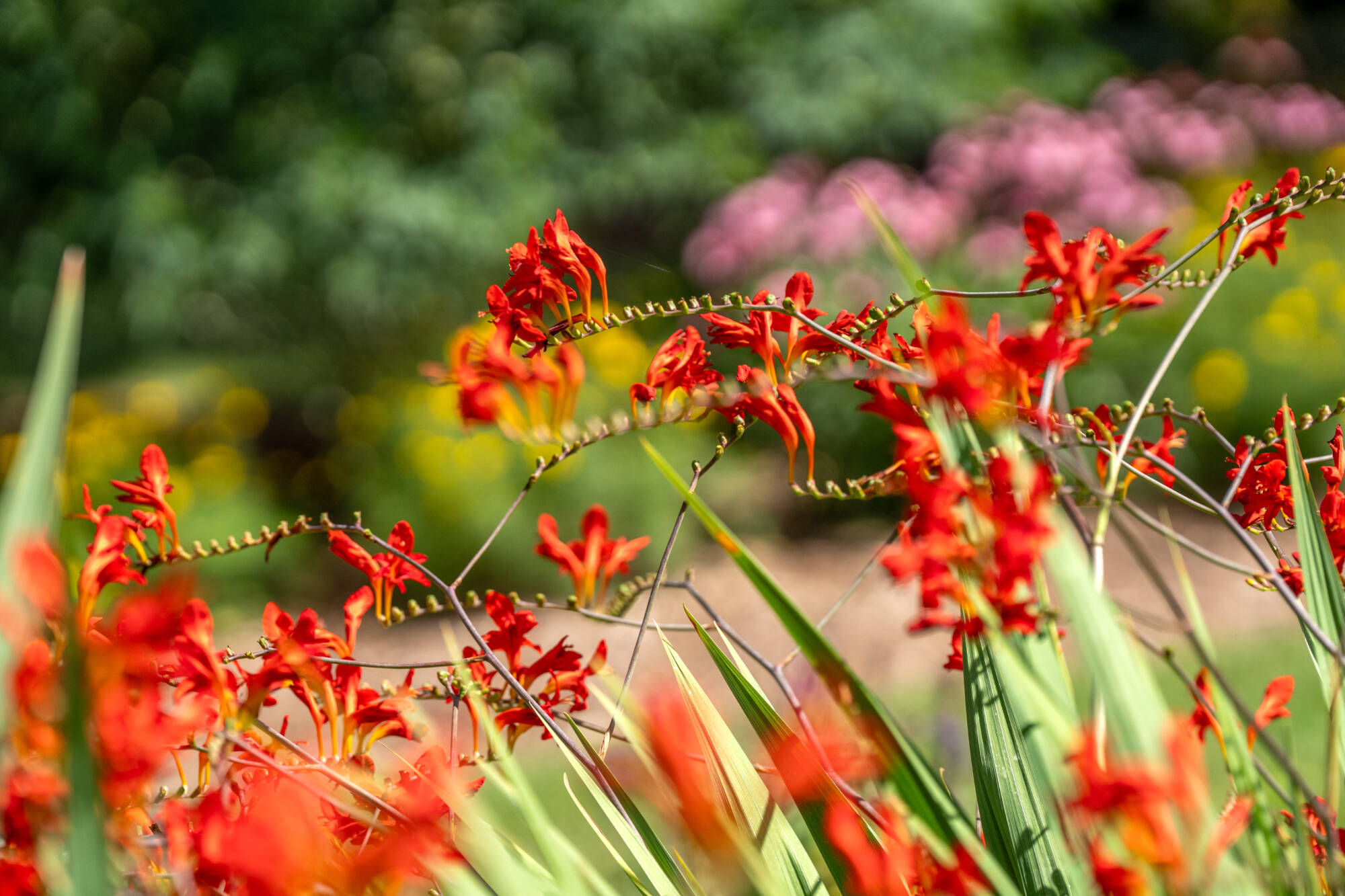 Campus beauty of flowers on Allendale campus during the spring and summer seamster on July 18th.